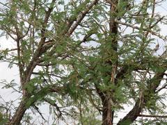 Albizia harveyi