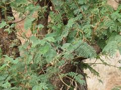 Albizia harveyi