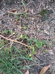 Portulaca oleracea