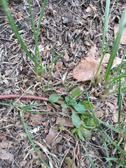 Portulaca oleracea
