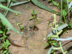 Diplonychus rusticus