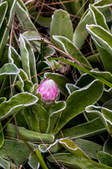Helichrysum ecklonis