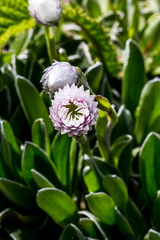 Helichrysum ecklonis