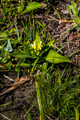 Hypoxis colchicifolia