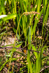 Kniphofia parviflora