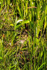 Kniphofia parviflora