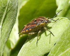 Agonoscelis versicoloratus