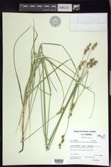 Carex festucacea