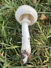 Leucoagaricus barssii
