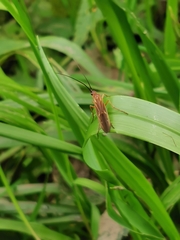 Anabolia