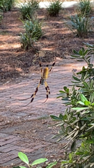 Trichonephila clavipes