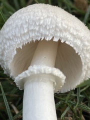 Leucoagaricus barssii