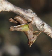 Stenothericles orangensis