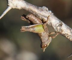 Stenothericles orangensis