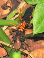 Hemipepsis tamisieri