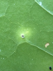 Diaspidiotus liquidambaris