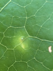 Diaspidiotus liquidambaris