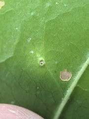 Diaspidiotus liquidambaris