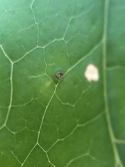 Diaspidiotus liquidambaris