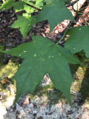 Diaspidiotus liquidambaris