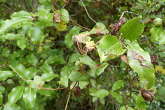 Calystegia tuguriorum