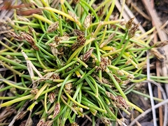 Eleocharis flavescens