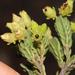Erica oblongiflora - Photo (c) Brian du Preez, μερικά δικαιώματα διατηρούνται (CC BY-SA), uploaded by Brian du Preez