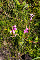 Watsonia mtamvunae