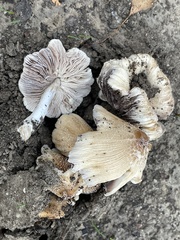 Coprinellus micaceus
