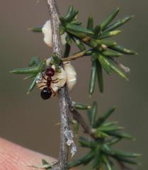 Crematogaster melanogaster