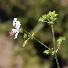 Pelargonium englerianum