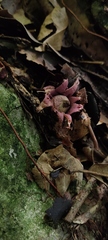 Geastrum violaceum