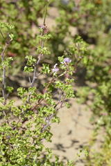 Pelargonium englerianum