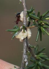 Crematogaster melanogaster