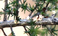 Crematogaster melanogaster