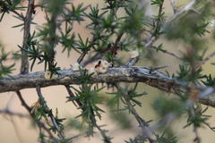 Crematogaster melanogaster