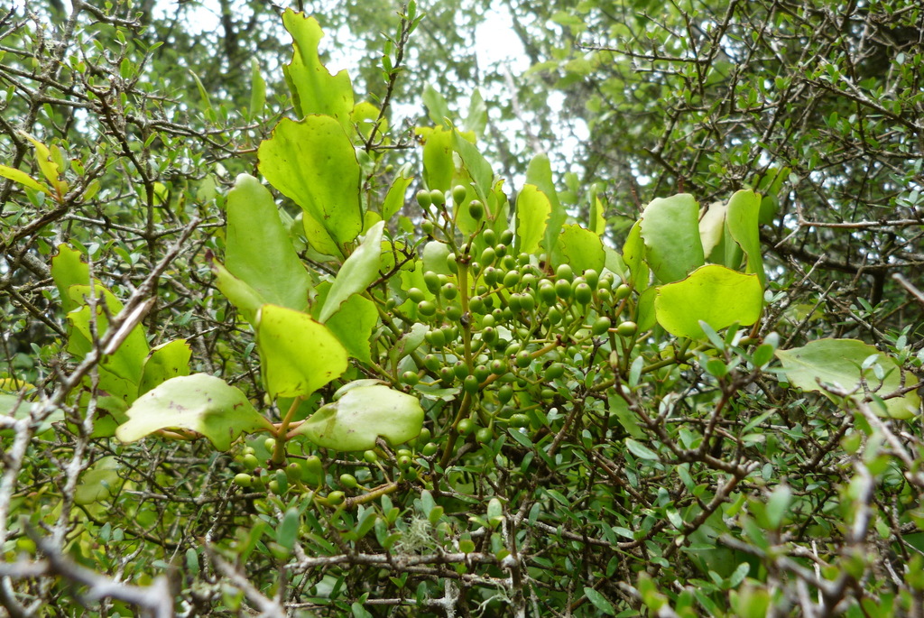 Green mistletoe in March 2015 by Colin Meurk. hemi-parasite on bush ...