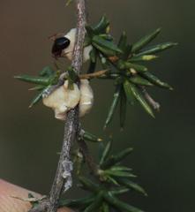 Crematogaster melanogaster