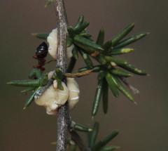 Crematogaster melanogaster