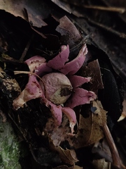 Geastrum violaceum