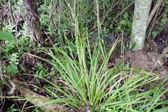 Carex forsteri