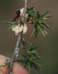 Crematogaster melanogaster