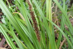 Carex forsteri