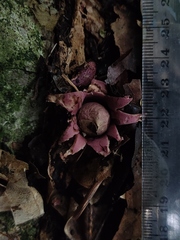 Geastrum violaceum