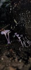 Trogia cantharelloides