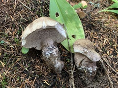 Phellodon violascens