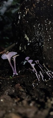 Trogia cantharelloides
