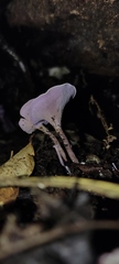 Trogia cantharelloides
