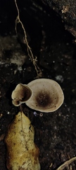 Trogia cantharelloides