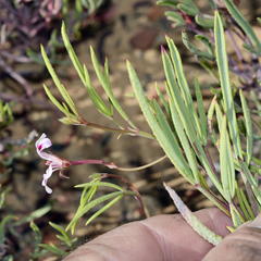 Pelargonium laevigatum diversifolium
